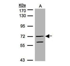 RAPGEF5 antibody from Signalway Antibody (22286) - Antibodies.com