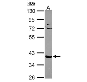 NHERF-2 antibody from Signalway Antibody (22373) - Antibodies.com