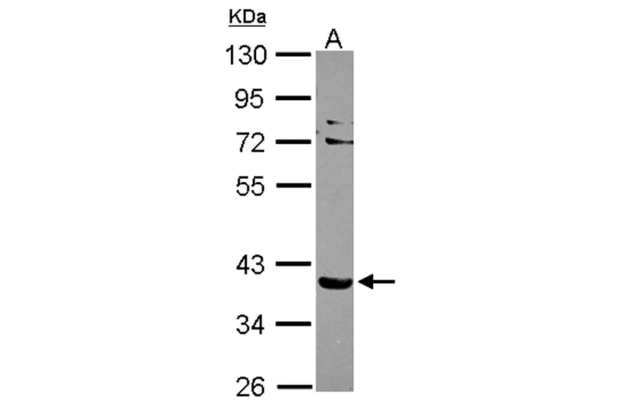 NHERF-2 antibody from Signalway Antibody (22373) - Antibodies.com