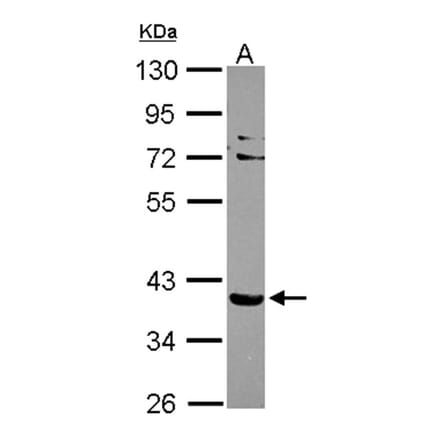NHERF-2 antibody from Signalway Antibody (22373) - Antibodies.com
