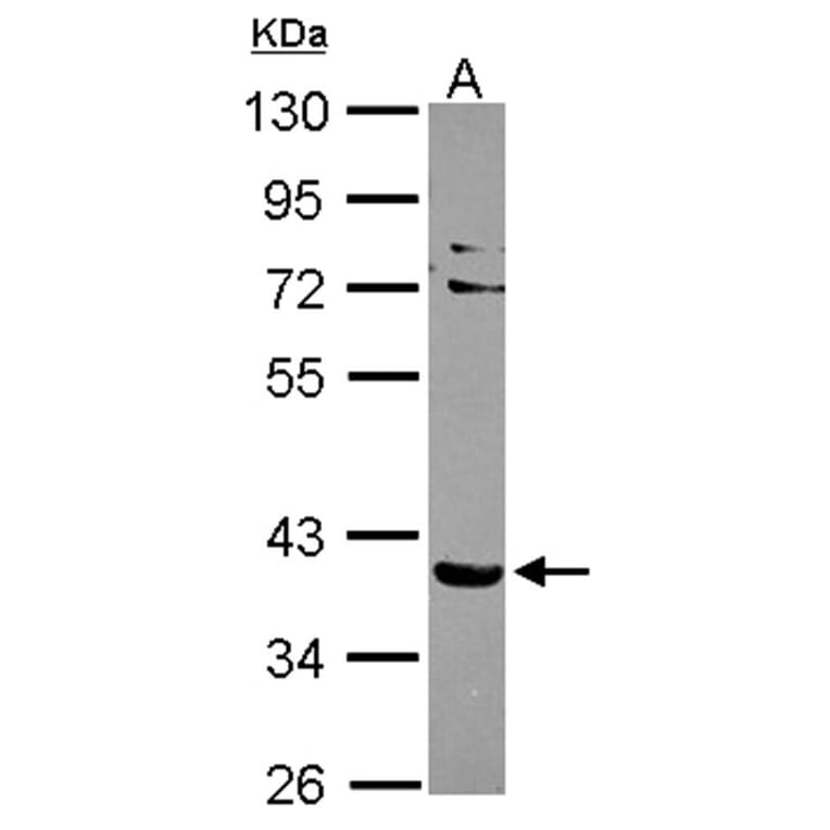 NHERF-2 antibody from Signalway Antibody (22373) - Antibodies.com