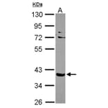 NHERF-2 antibody from Signalway Antibody (22373) - Antibodies.com
