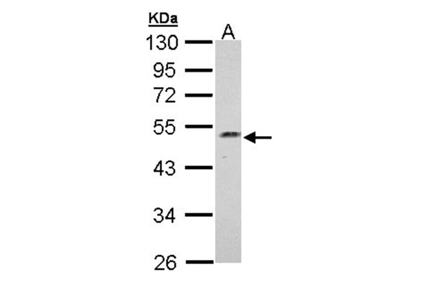 Njmu-R1 antibody from Signalway Antibody (22401) - Antibodies.com