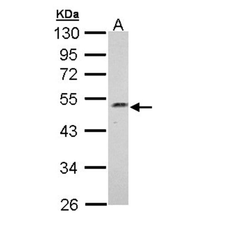 Njmu-R1 antibody from Signalway Antibody (22401) - Antibodies.com