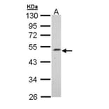Njmu-R1 antibody from Signalway Antibody (22401) - Antibodies.com