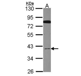 CDC37L1 antibody from Signalway Antibody (22445) - Antibodies.com