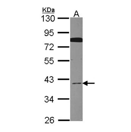 CDC37L1 antibody from Signalway Antibody (22445) - Antibodies.com