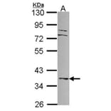 MKP-3 antibody from Signalway Antibody (22692) - Antibodies.com