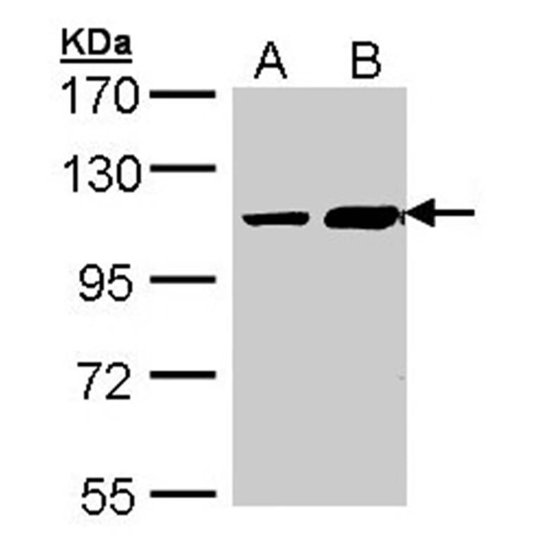 ALS2CR3 antibody from Signalway Antibody (22715) - Antibodies.com