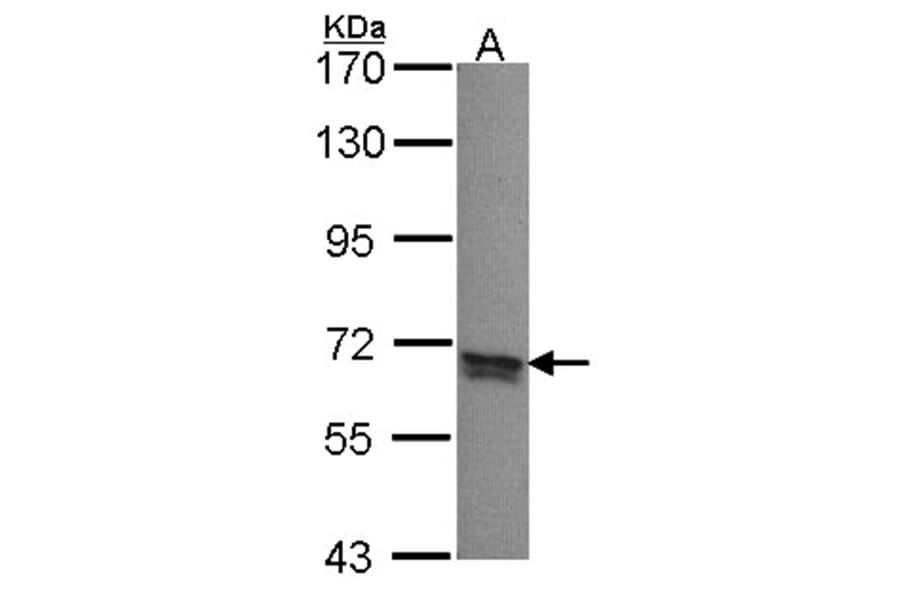 PPP2R5B antibody from Signalway Antibody (22730) - Antibodies.com