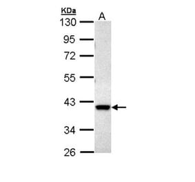 MKP-3 antibody from Signalway Antibody (22773) - Antibodies.com