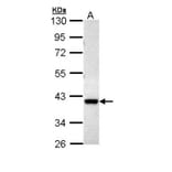 MKP-3 antibody from Signalway Antibody (22773) - Antibodies.com