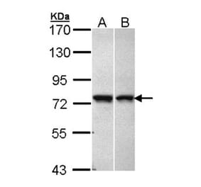 C11orf2 antibody from Signalway Antibody (22974) - Antibodies.com