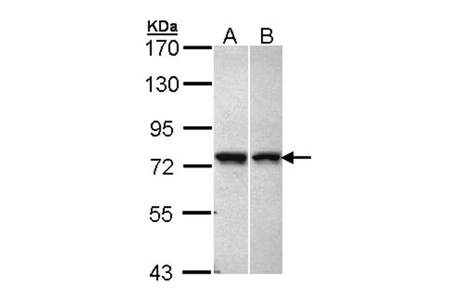C11orf2 antibody from Signalway Antibody (22974) - Antibodies.com