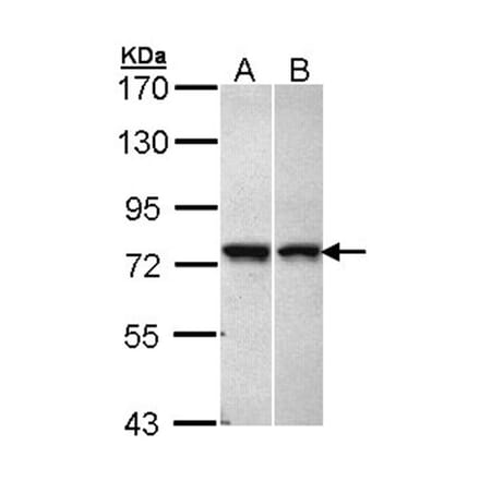 C11orf2 antibody from Signalway Antibody (22974) - Antibodies.com