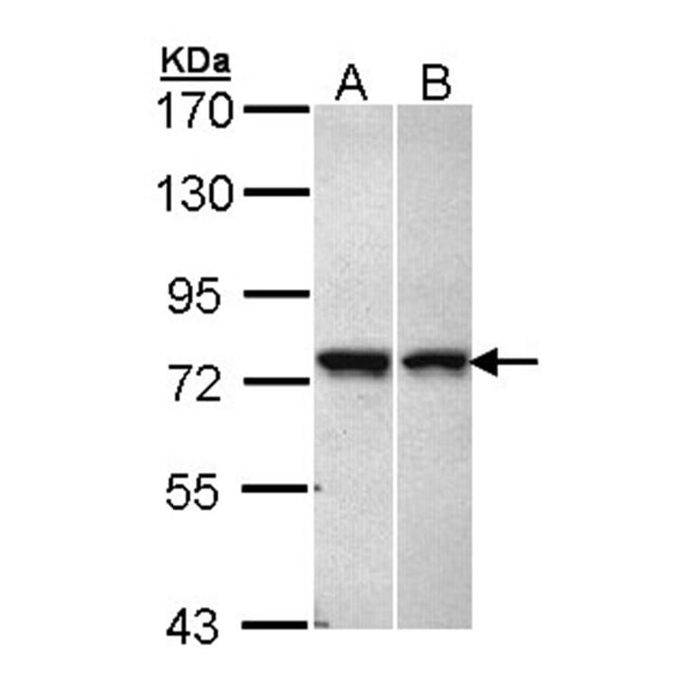 C11orf2 antibody from Signalway Antibody (22974) - Antibodies.com