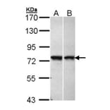 C11orf2 antibody from Signalway Antibody (22974) - Antibodies.com