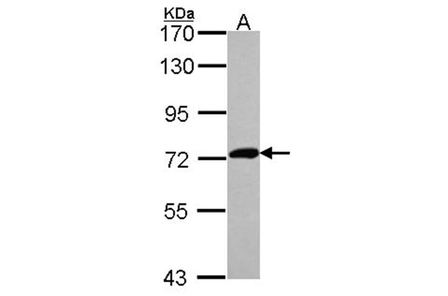 XPNPEP2 antibody from Signalway Antibody (23077) - Antibodies.com