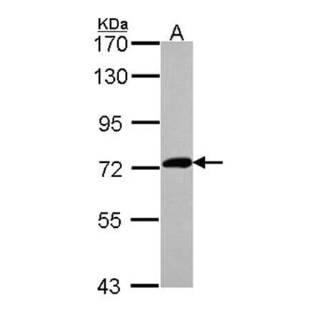 XPNPEP2 antibody from Signalway Antibody (23077) - Antibodies.com