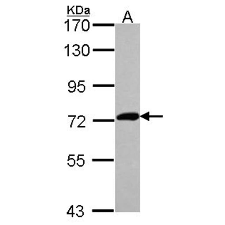 XPNPEP2 antibody from Signalway Antibody (23077) - Antibodies.com