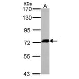XPNPEP2 antibody from Signalway Antibody (23077) - Antibodies.com