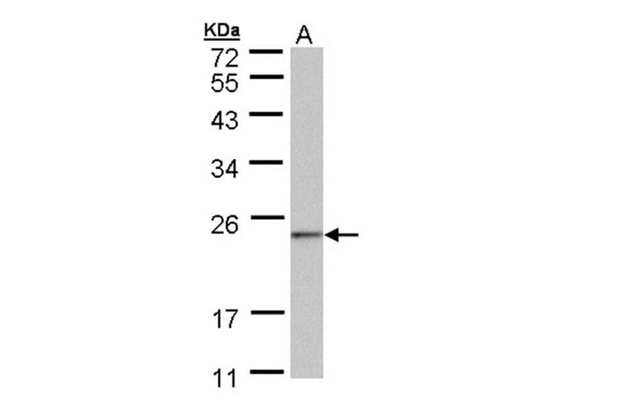 HRPAP20 antibody from Signalway Antibody (23125) - Antibodies.com