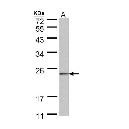 HRPAP20 antibody from Signalway Antibody (23125) - Antibodies.com