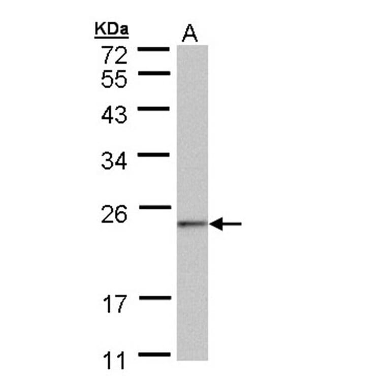 HRPAP20 antibody from Signalway Antibody (23125) - Antibodies.com