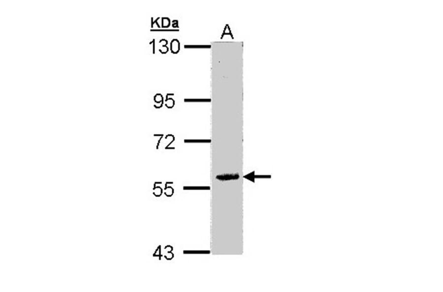 FAM126A antibody from Signalway Antibody (23161) - Antibodies.com
