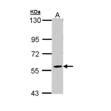 FAM126A antibody from Signalway Antibody (23161) - Antibodies.com