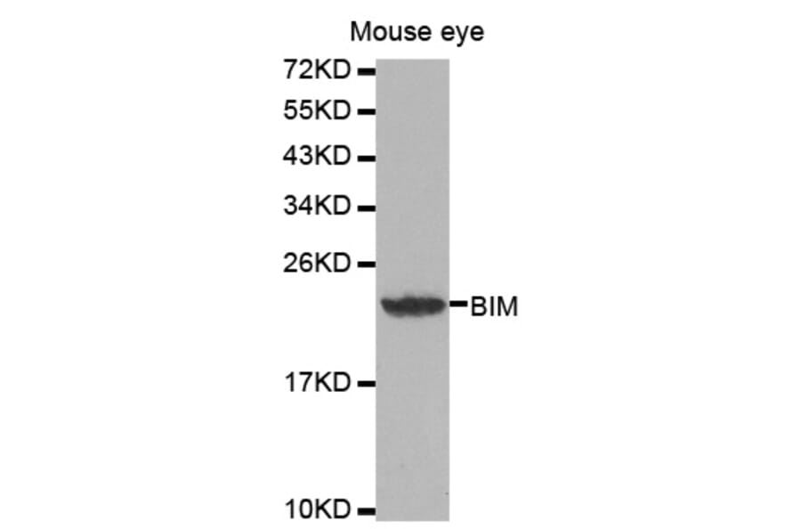 Western blot - BCL2L11 Antibody from Signalway Antibody (32068) - Antibodies.com