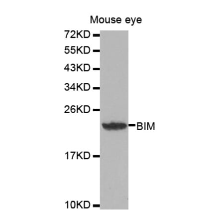 Western blot - BCL2L11 Antibody from Signalway Antibody (32068) - Antibodies.com