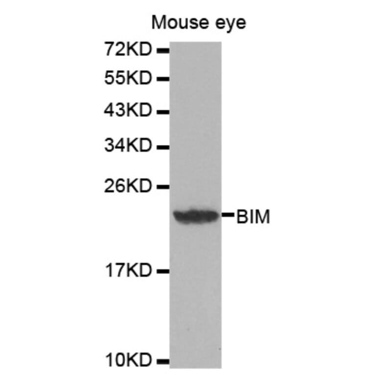Western blot - BCL2L11 Antibody from Signalway Antibody (32068) - Antibodies.com