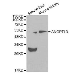 Western blot - ANGPTL3 Antibody from Signalway Antibody (32083) - Antibodies.com
