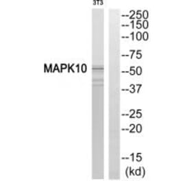 Western blot - MAPK10 Antibody from Signalway Antibody (33816) - Antibodies.com