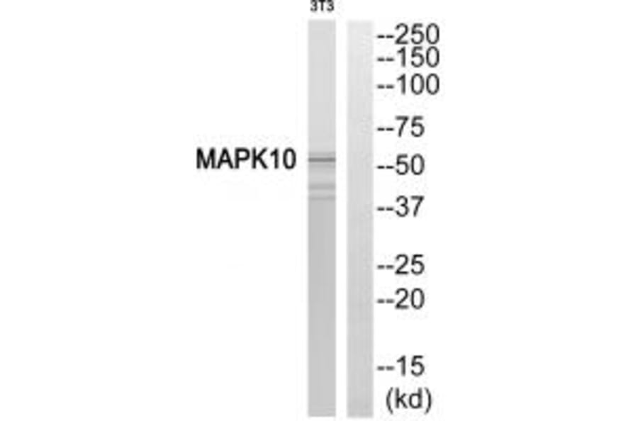 Western blot - MAPK10 Antibody from Signalway Antibody (33816) - Antibodies.com