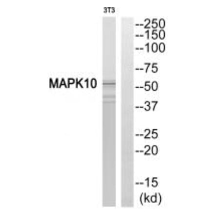 Western blot - MAPK10 Antibody from Signalway Antibody (33816) - Antibodies.com