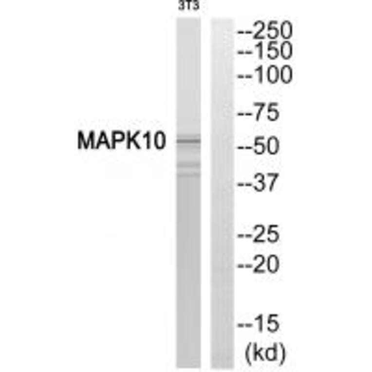 Western blot - MAPK10 Antibody from Signalway Antibody (33816) - Antibodies.com