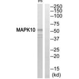 Western blot - MAPK10 Antibody from Signalway Antibody (33816) - Antibodies.com
