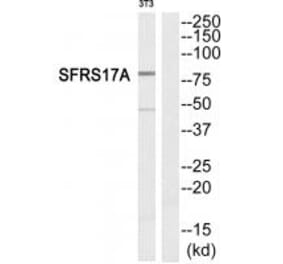 Western blot - SFRS17A Antibody from Signalway Antibody (33844) - Antibodies.com