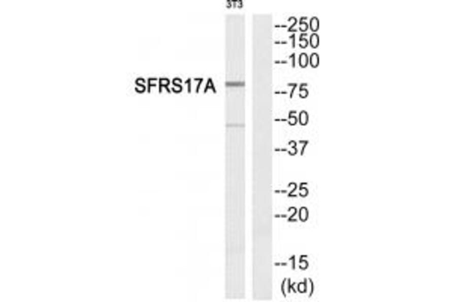 Western blot - SFRS17A Antibody from Signalway Antibody (33844) - Antibodies.com