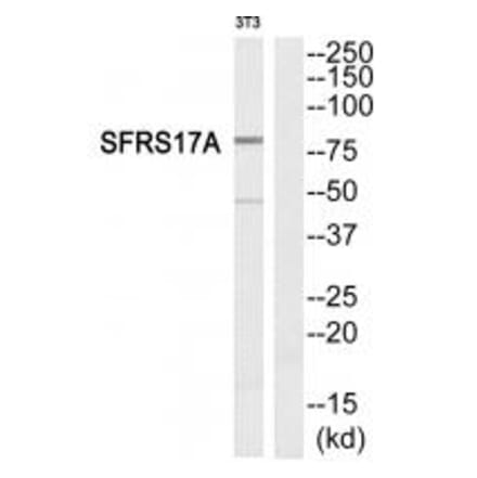 Western blot - SFRS17A Antibody from Signalway Antibody (33844) - Antibodies.com