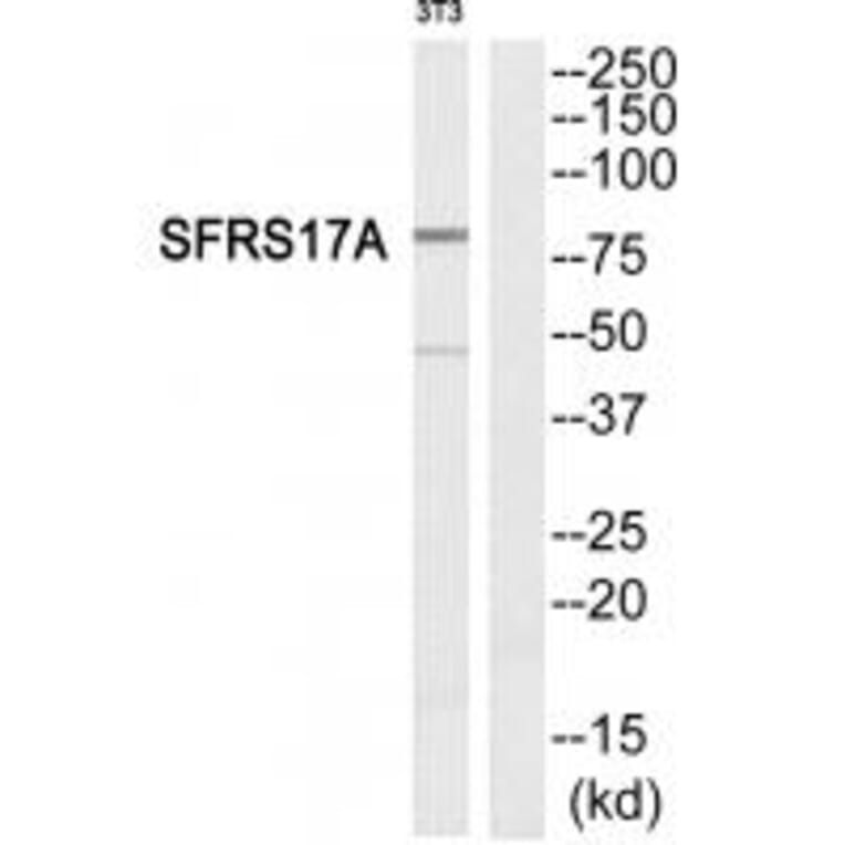 Western blot - SFRS17A Antibody from Signalway Antibody (33844) - Antibodies.com