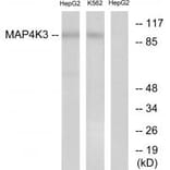 Western blot - MAP4K3 Antibody from Signalway Antibody (33957) - Antibodies.com