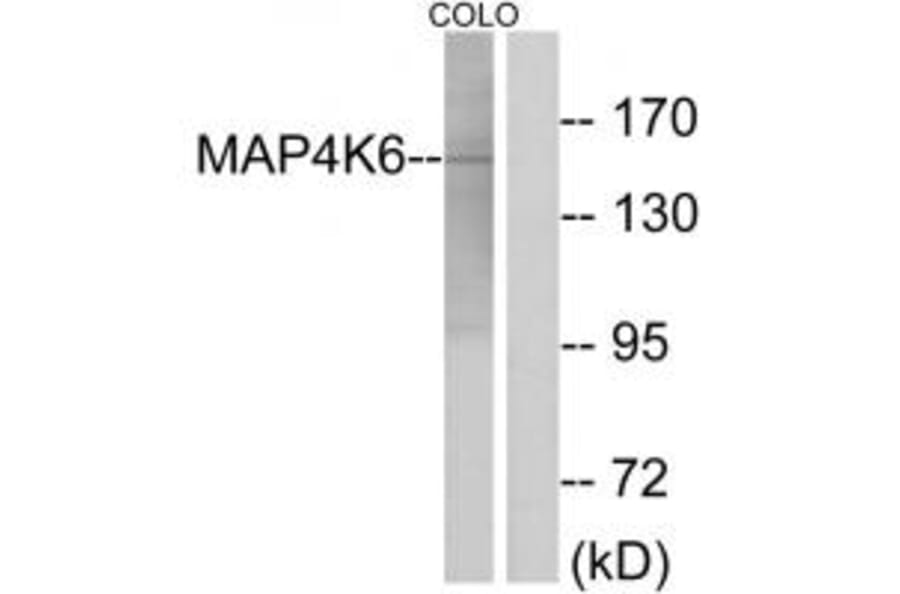 Western blot - MAP4K6 Antibody from Signalway Antibody (33966) - Antibodies.com