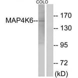 Western blot - MAP4K6 Antibody from Signalway Antibody (33966) - Antibodies.com