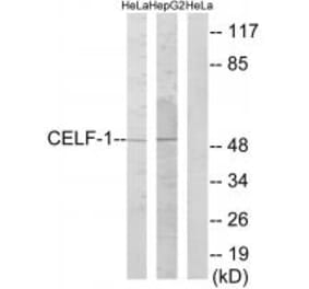 Western blot - CELF-1 Antibody from Signalway Antibody (34007) - Antibodies.com