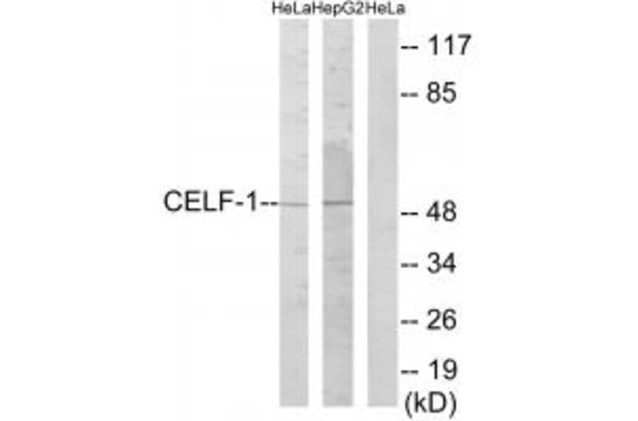 Western blot - CELF-1 Antibody from Signalway Antibody (34007) - Antibodies.com