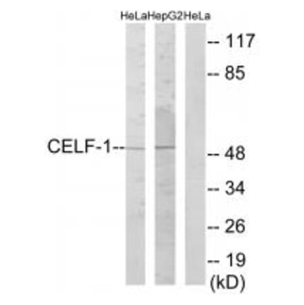Western blot - CELF-1 Antibody from Signalway Antibody (34007) - Antibodies.com