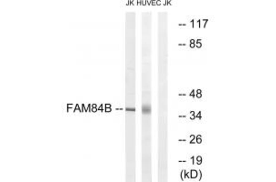 Western blot - FAM84B Antibody from Signalway Antibody (34033) - Antibodies.com